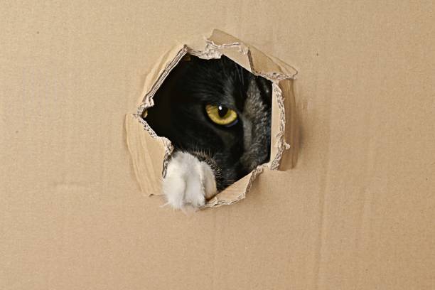 Funny cat looking curious out of a hole in a cardboard box. Horizontal image.