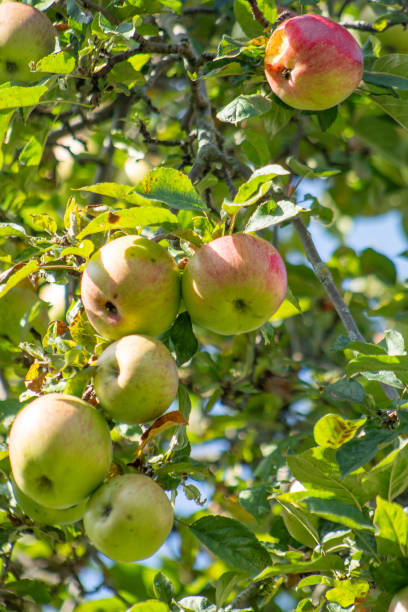 istock Red apples on the green tree. Garden harvest. 2173553710