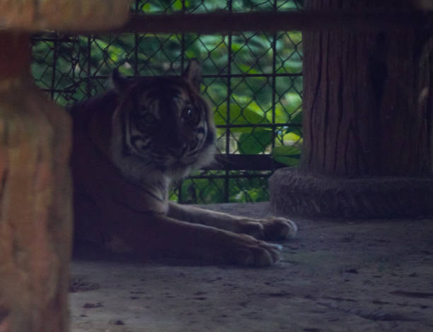sumatera tiger (Panthera tigris sondaica)