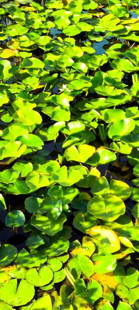istock water lilies in a pond 2173555818