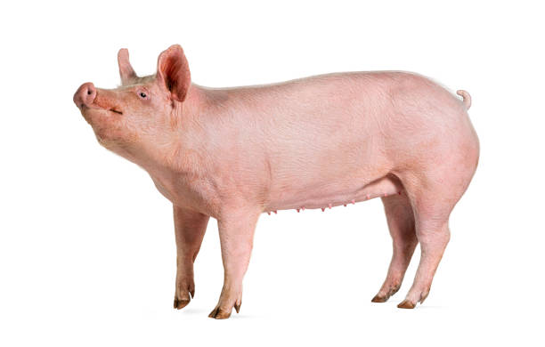 istock Side view of a Domestic pig looking up, isolated on white 2173557219