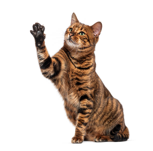 istock Toyger cat raising paw sitting on white background 2173557441