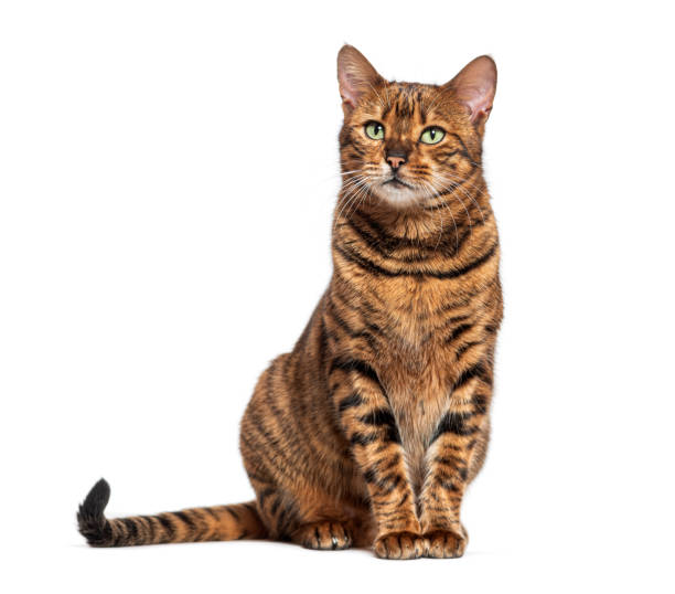 istock Toyger cat sitting and looking up on white background 2173557459