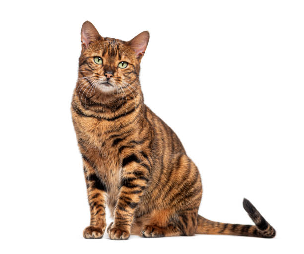 istock Toyger cat sitting and looking at camera on white background 2173557478