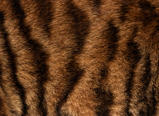 istock Close up of real Toyger cat fur showing the texture and pattern of the black stripes 2173557504