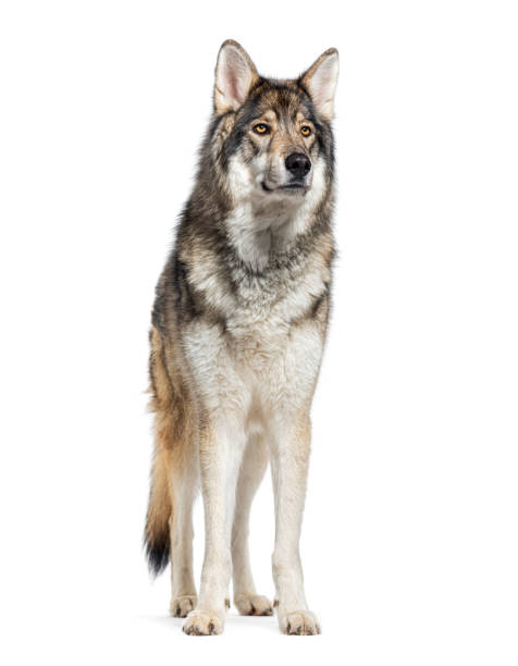 istock Timber Shepherd a kind of Wolfdog, looking away, Isolated on white 2173557560