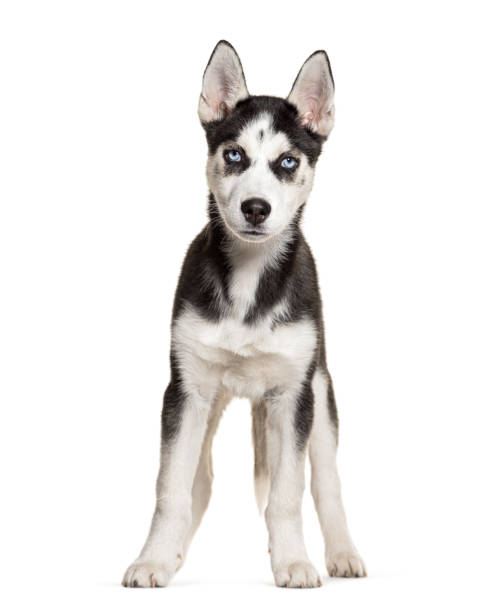 istock Young husky dog standing looking at camera, blue eyed, white background 2173557599