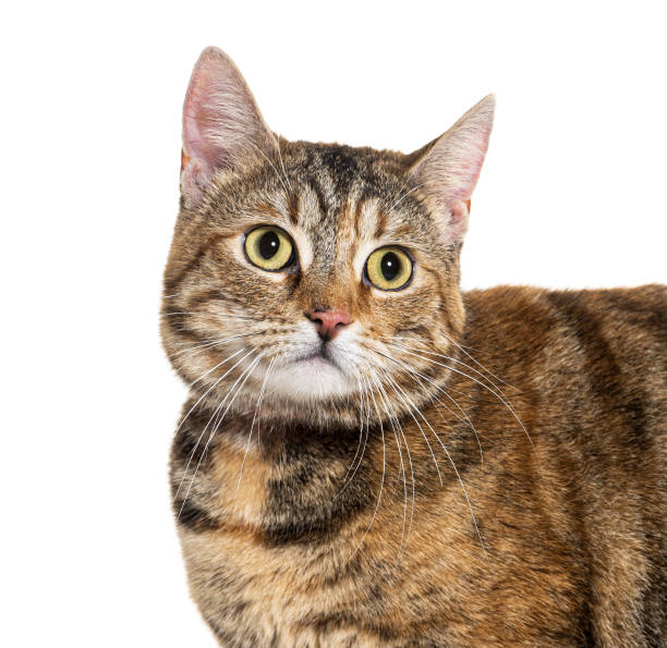 istock European shorthair cat with a surprised expression on white background 2173557613