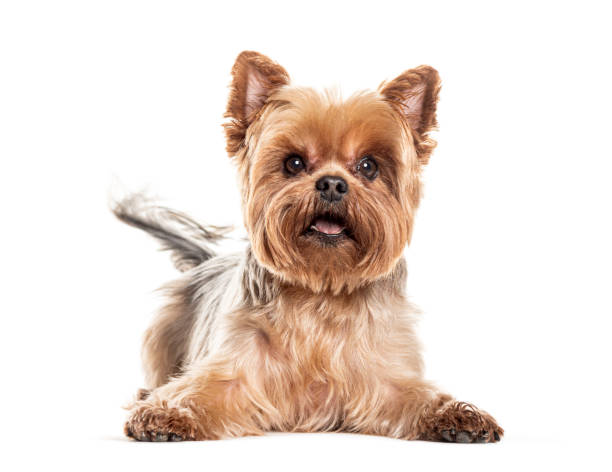 istock Yorkshire terrier dog lying down and panting 2173557661