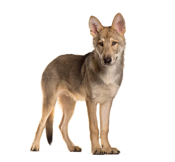 istock Sarloos wolfdog standing and staring on a white background 2173557672
