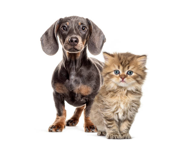 istock Dachshund puppy standing with british longhair kitten 2173557698
