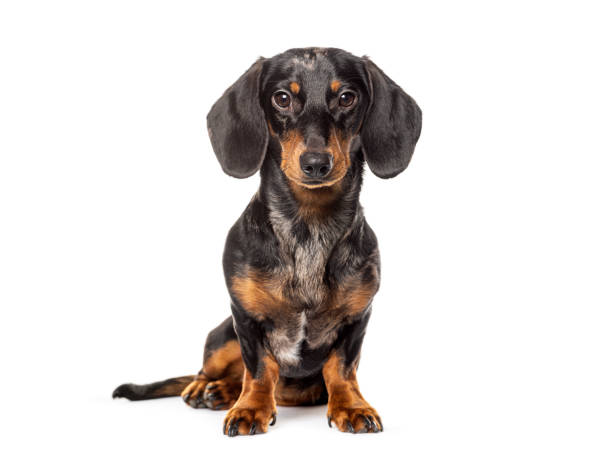 istock Sitting dachshund looking at the camera, isolated on white 2173557749