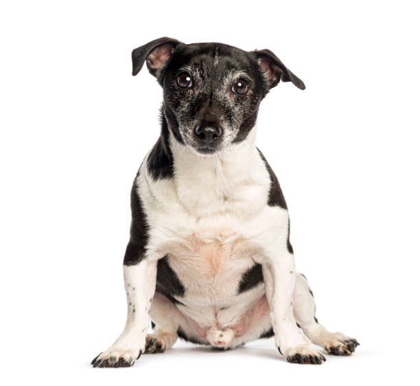 istock Black and white jack russell terrier sitting on white background 2173557801
