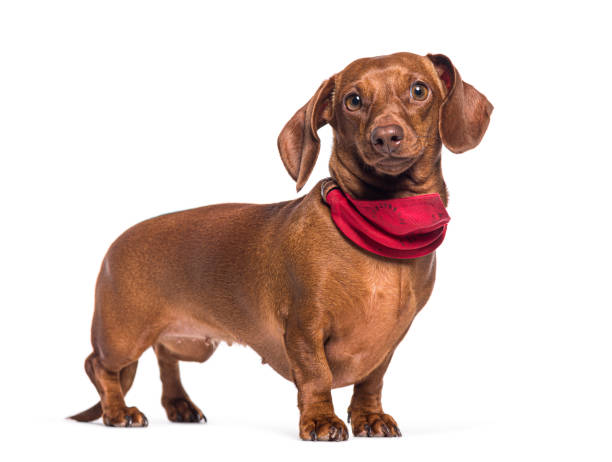 istock Dachshund dog wearing red scarf standing and posing 2173557843
