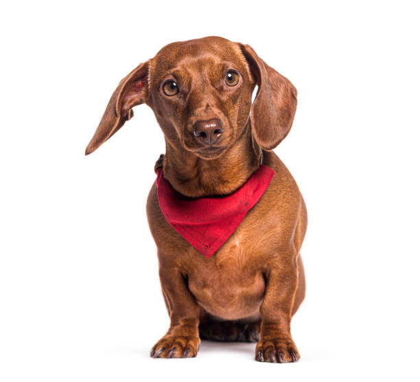 istock Brown dachshund wearing a red bandana sitting on white background 2173557847
