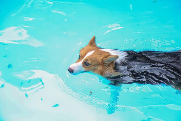 istock A dog is practicing swimming in the pool 2173558391