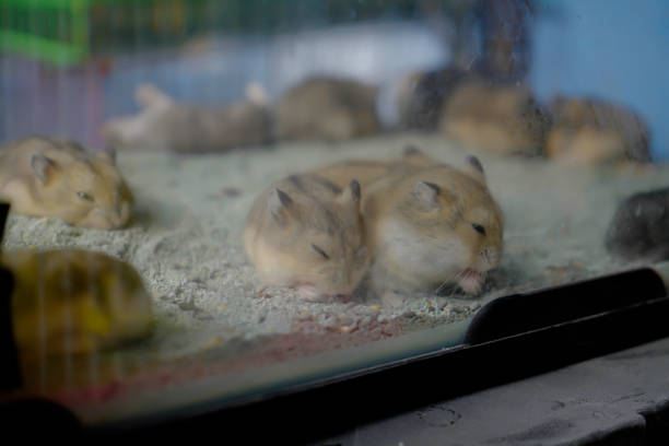 istock Cute Humster babies in a clear aquarium 2173558598