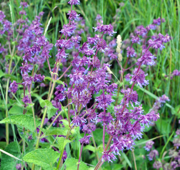 istock In nature, the blooms Salvia verticillata 2173558694