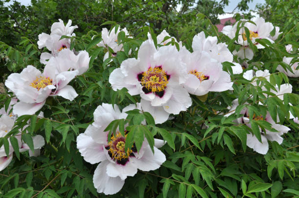 istock In the spring, a peony tree-like (Paeonia suffruticosa) blooms in the garden. 2173558763