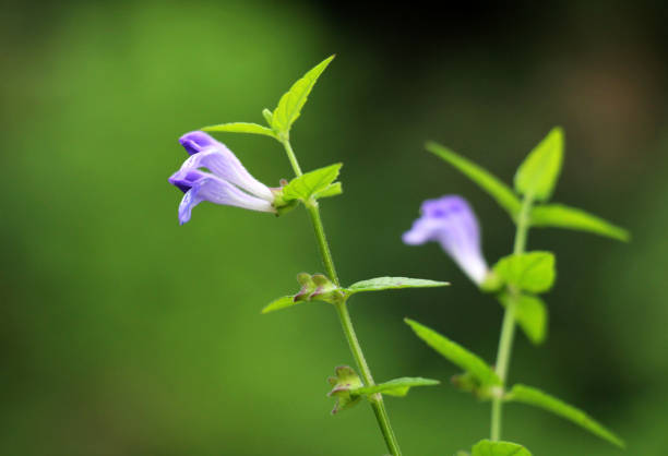 istock Scutellaria galericulata grows in the wild 2173558837