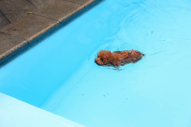 istock Poodle dog practicing swimming in dog pool 2173559757