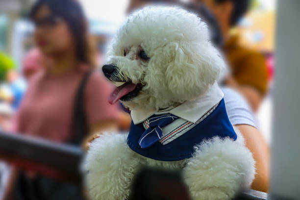 A white poodle is walking on a sidewalk with a leash. The dog is wearing a black harness