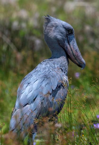 istock Shoebill stork close up 2173560413