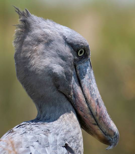 istock Shoebill stork close up 2173561576