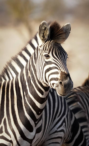 istock a zebra close-up portrait 2173562862