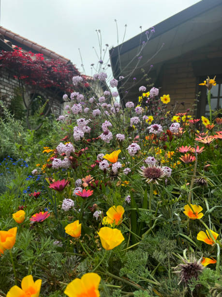 Yellow and purple wildflowers in front of cabin like building