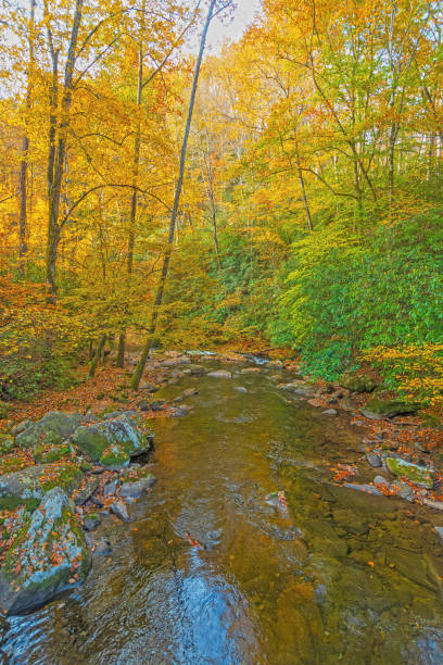 Autumn Leves Over a Quiet Forest Creek at Deep Creek in the Great Smoky Mountains
