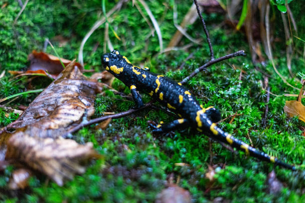 istock lizard salamander amphibian crawls 2173565710