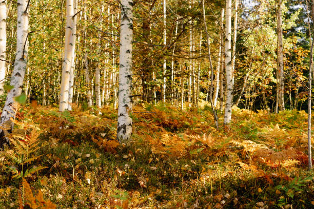 spring landscape with white birch trunks, trees without leaves in spring, birch grove