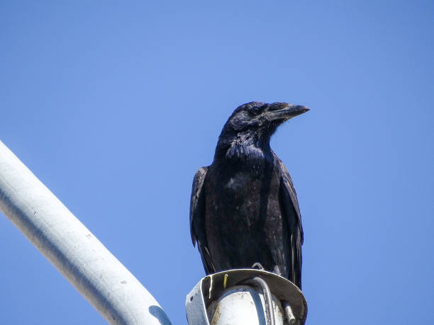 istock A crow sits on a pole. In Romania 2173566382