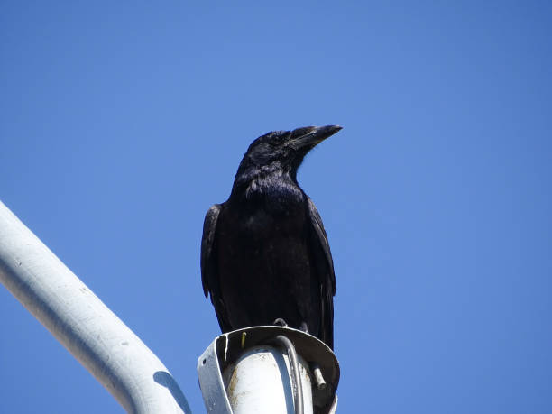istock A crow sits on a pole. In Romania 2173566423