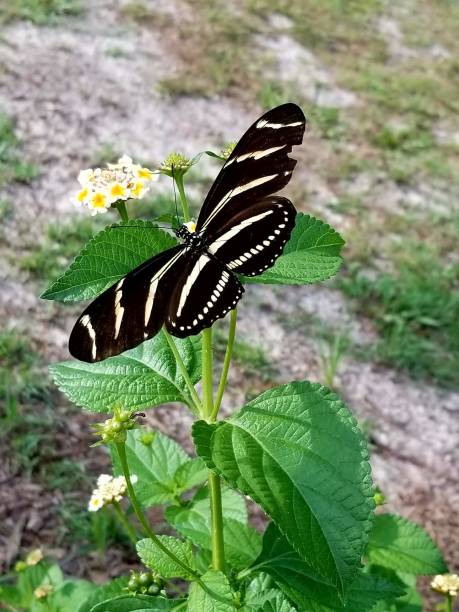 istock Butterfly in garden 2173567690