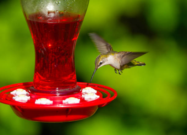 istock ruby throat hummingbird flying on the nectar feeder 2173568413