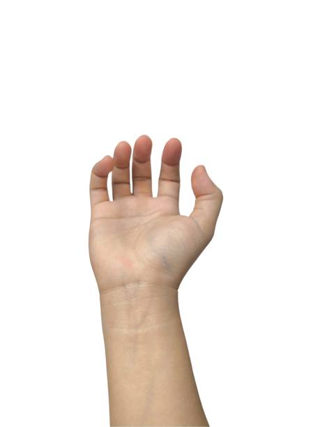 istock Young Asian woman's hand isolated on white background. Hand action for design and advertisement. Human body part 2173569896