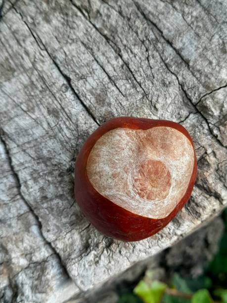 istock One horse chestnut with wooden background 2173570545