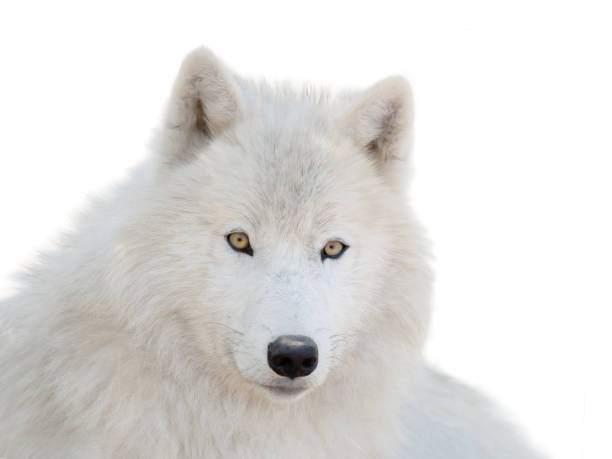 istock portrait polar white wolf isolated on white background 2173571242