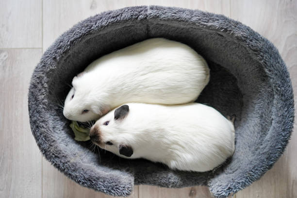 Cute Guinea Pigs sitting in a basket in front of white background