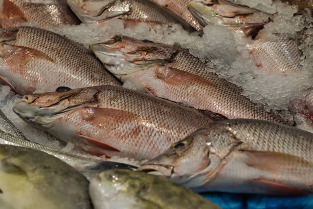 Fresh fish displayed on ice at a seafood market, showcasing their shiny scales and natural colors.