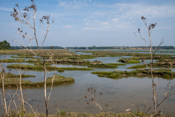 Marshland with boat in the summer
