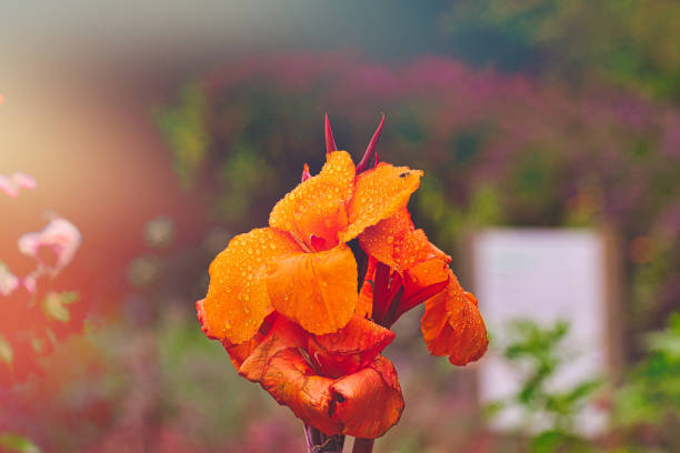 A vibrant orange flower with droplets of water on its petals, set against a blurred background of greenery and colorful blooms. The image captures the beauty of nature after rain.