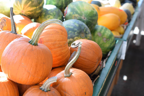 A heap of harvested pumpkins at the farmers market
