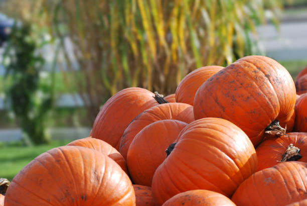 Fresh orange pumpkins as a background. Vegetable store