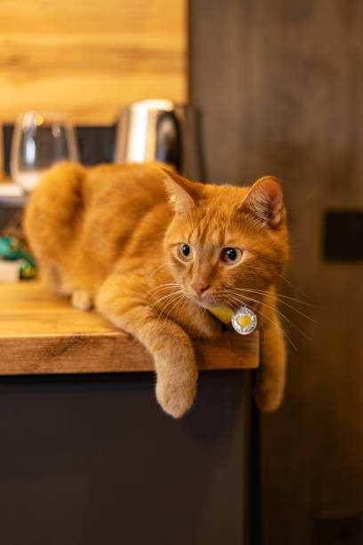 istock red cat sits on the tabletop of the kitchen set 2173580262