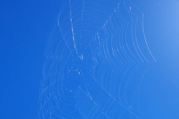the web of a garden spider (Araneus diadematus) backlit, blue sky and wind