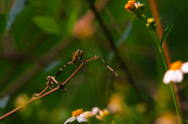 view of dragonflies perched on dry bamboo twigs