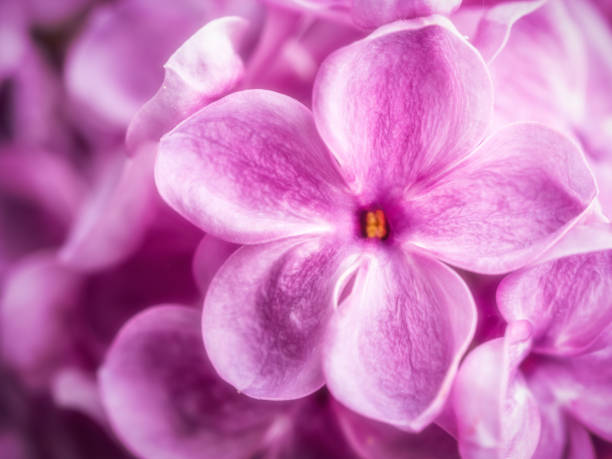 A close-up of pink blooming flowers of a blood currant outdoors